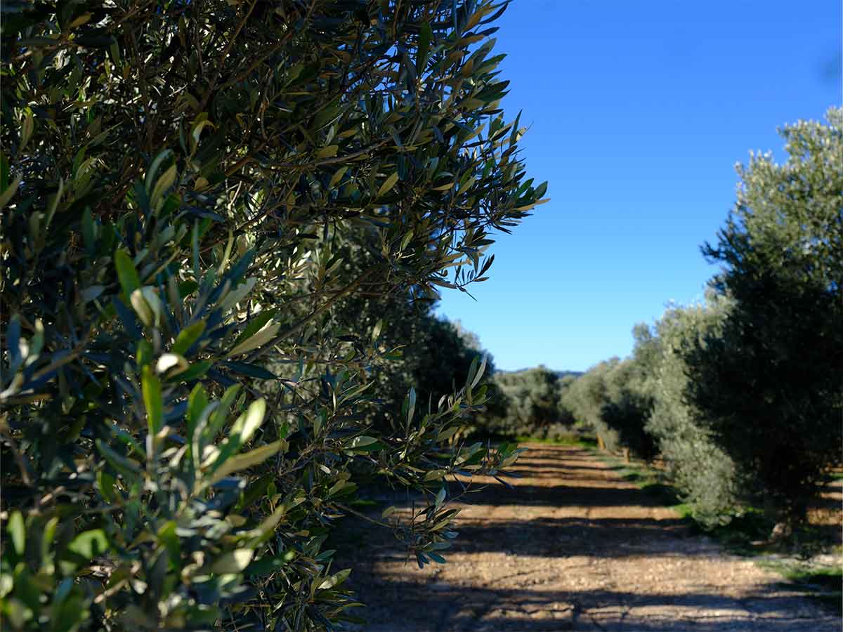 olivos centenarios Belchite cooperativa Oribel aceite de oliva de cooperativa