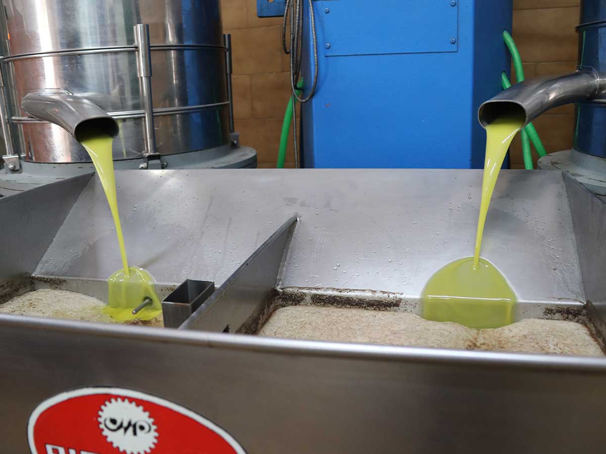 Proceso de molturación y extracción en frío del aceite de oliva en Cooperativa San Martín en Belchite