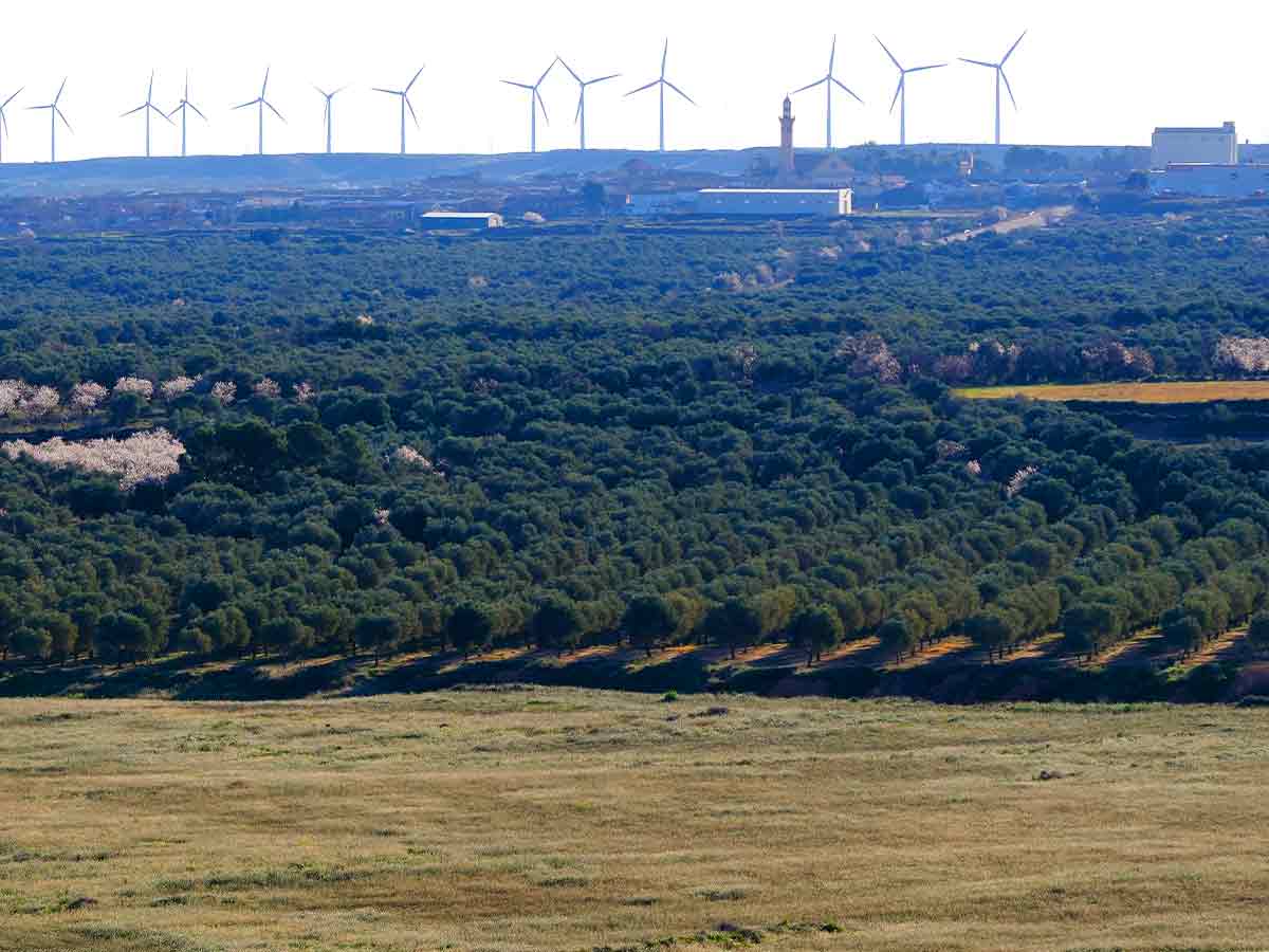  Olivar del Campo de Belchite para aceite de olivar